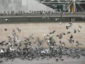 Pigeon Frenzy